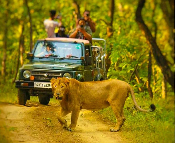 Gir Tourism: Explore the Home of the Asiatic Lion